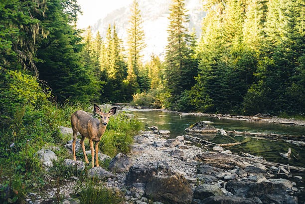 WILDLIFEANIMAL