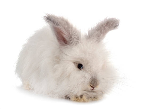 The Complete Guide to English Angora Rabbit.