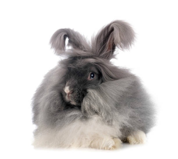 english angora rabbit black