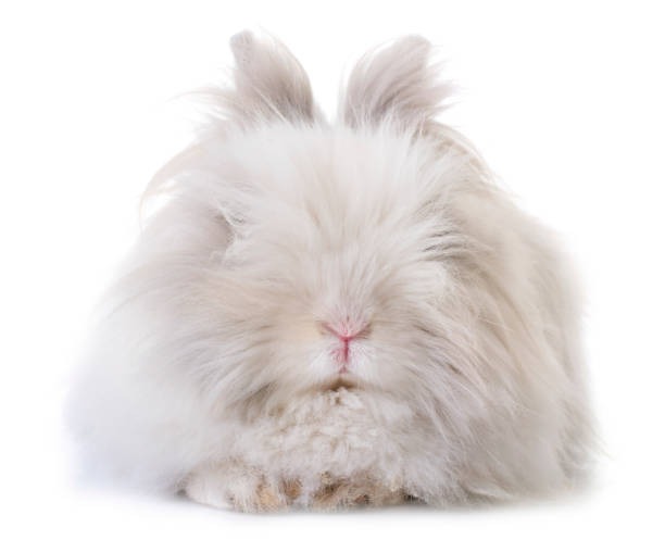 english angora rabbit pic
