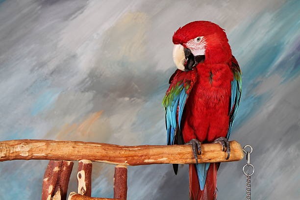 Cuban macaw