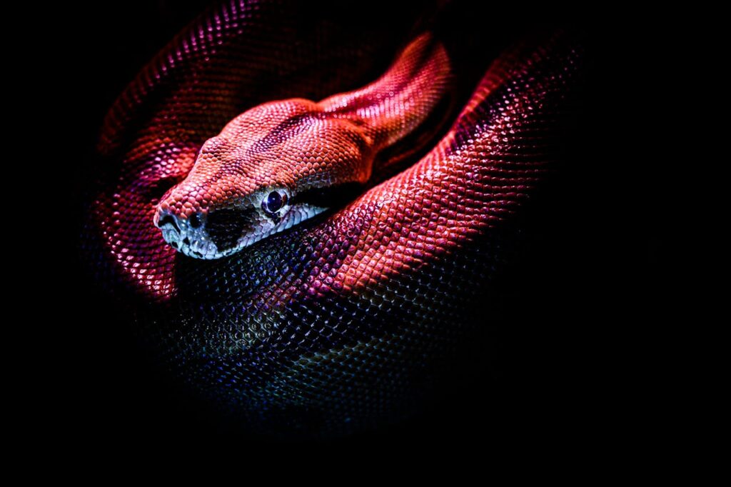 Striking image of a red-bellied python showcasing its vibrant scales in dramatic lighting.