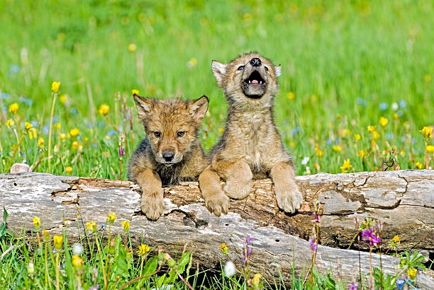 Baby wolf
