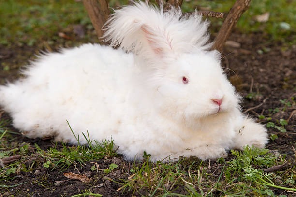 French Angora Rabbit