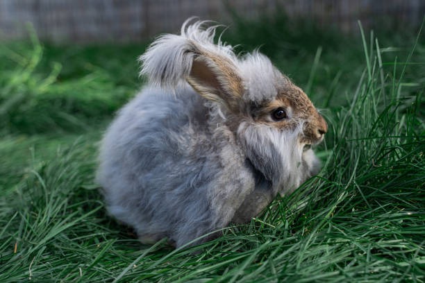 French Angora Rabbit