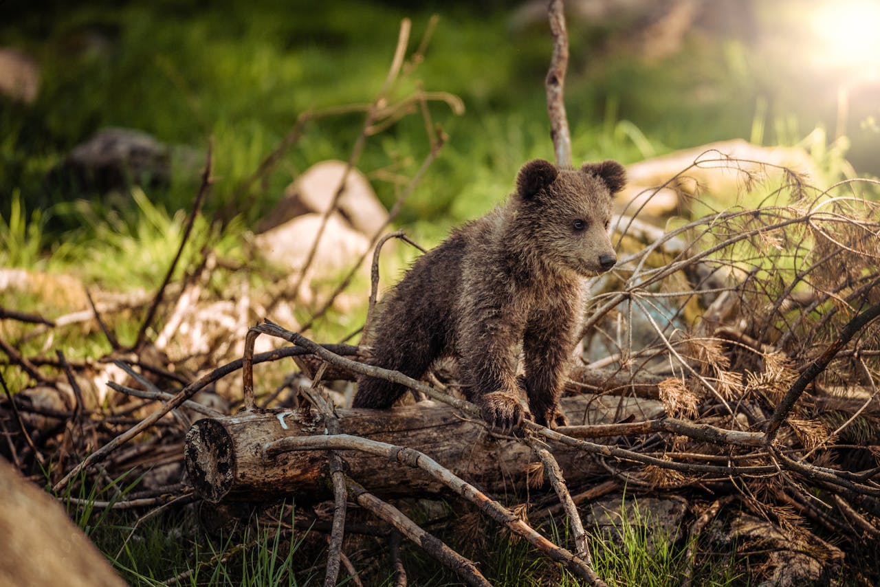 Mastering the First Impression: Your intriguing post title goes here Adorable bear cub exploring its natural habitat on a sunny morning in the forest.