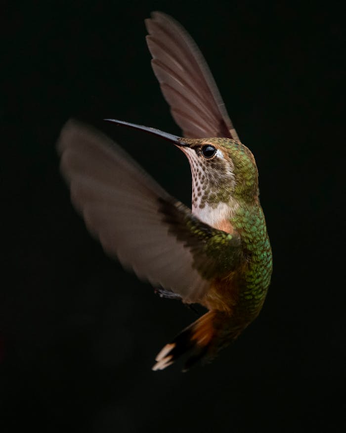 Captivating close-up of a hummingbird mid-flight with detailed feathers.