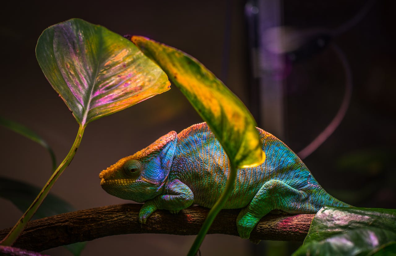 The Art of Drawing Readers In: Your attractive post title goes here A colorful chameleon resting on a branch surrounded by lush leaves.